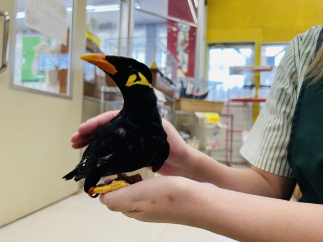 九官鳥（キュウカンチョウ）