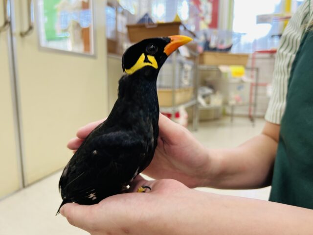 九官鳥（キュウカンチョウ）