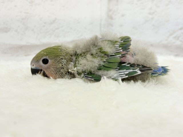 コザクラインコ（小桜インコ）