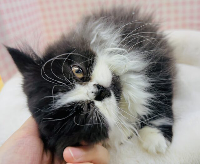 フォールデックス