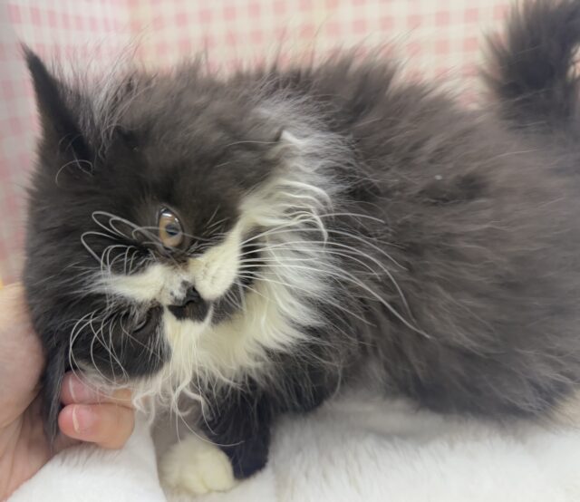 フォールデックス