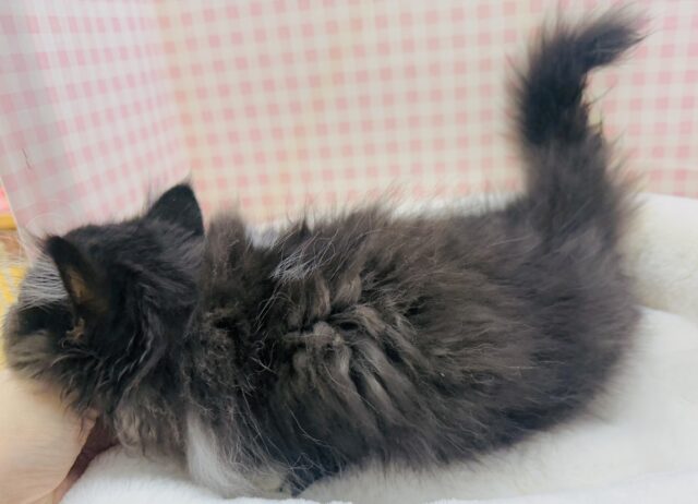 フォールデックス