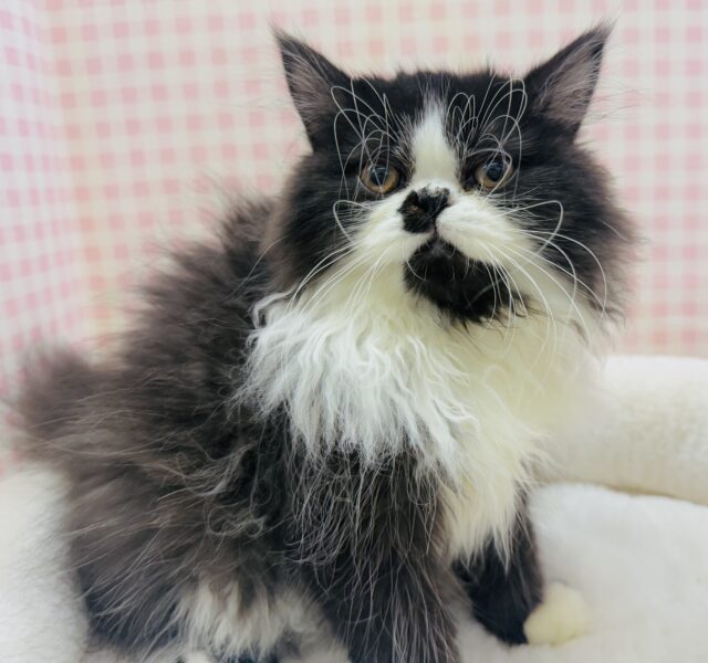 フォールデックス