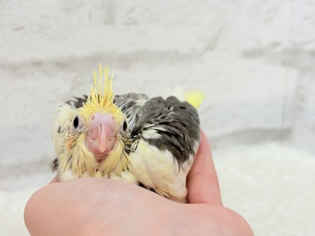 オカメインコ