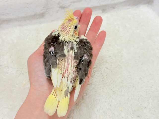 オカメインコ