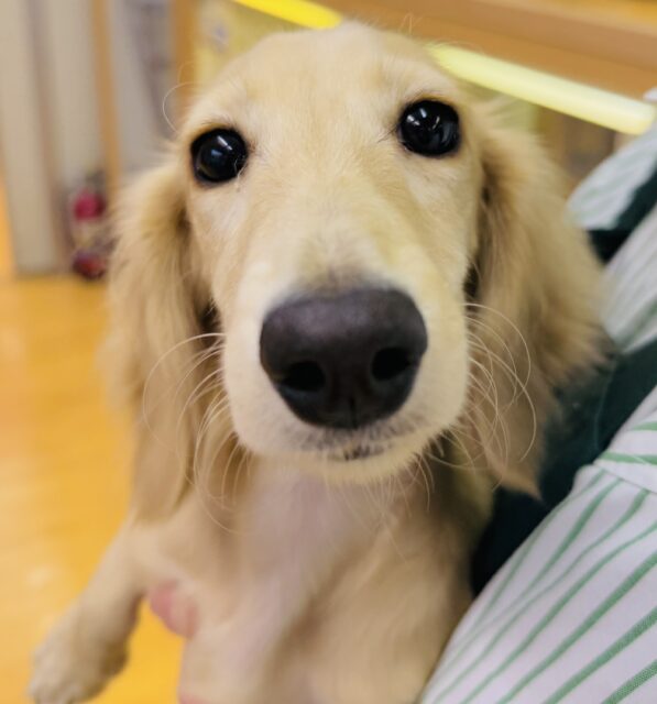 ミニチュアダックス