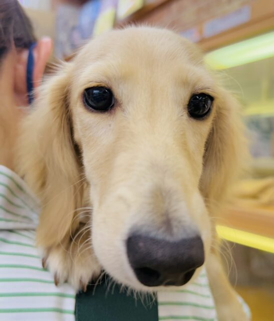 ミニチュアダックス