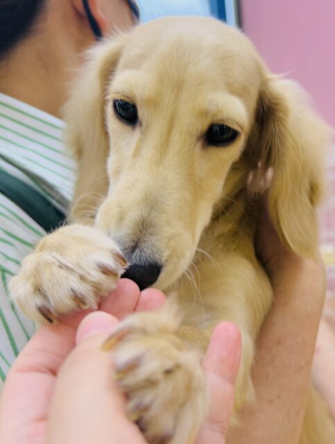 ミニチュアダックス