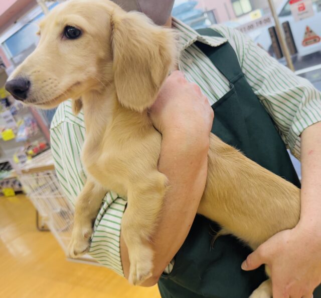 ミニチュアダックス