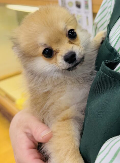 最新画像📷ウルフセーブルのポメチワ来ました！