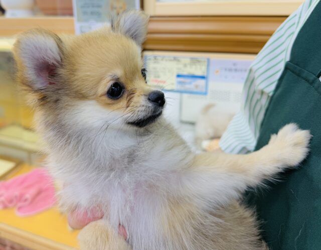 ポメチー（ポメチワ）