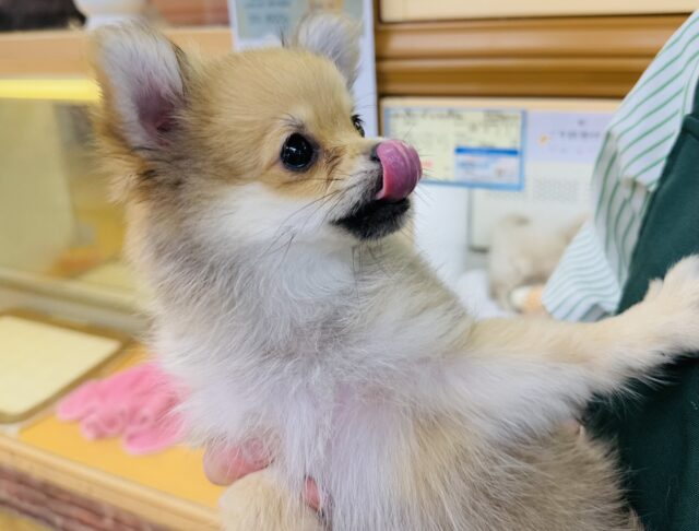 ポメチー（ポメチワ）