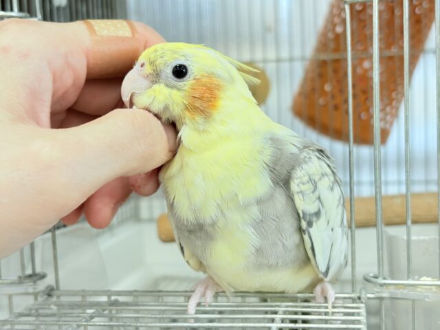 オカメインコ