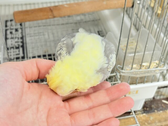 オカメインコ