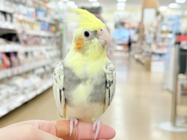 オカメインコ