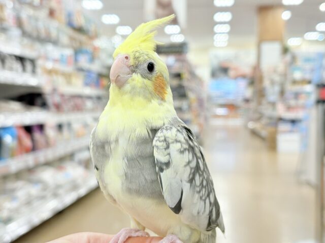オカメインコ