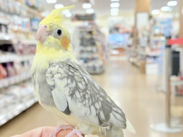 オカメインコ