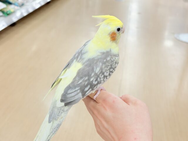 オカメインコ