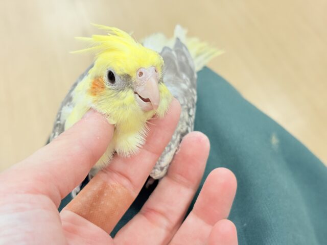 オカメインコ
