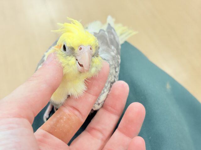 オカメインコ