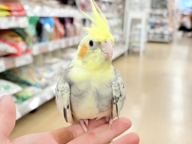 オカメインコ