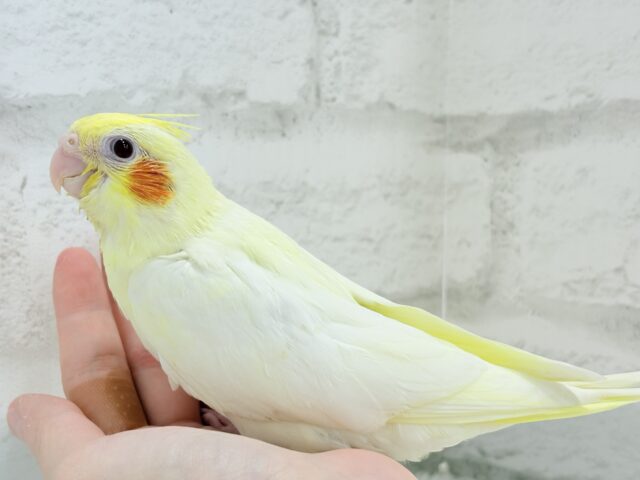 オカメインコ