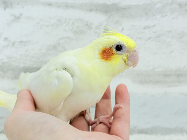 オカメインコ