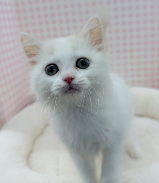 スコティッシュフォールド