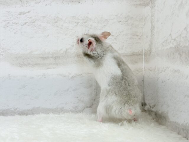 ゴールデンハムスター