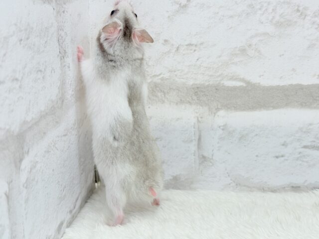 ゴールデンハムスター