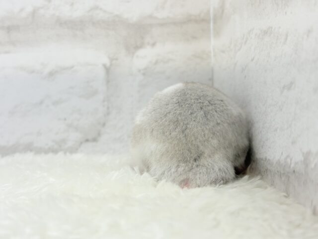 ゴールデンハムスター