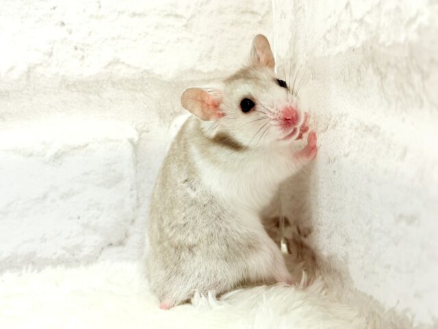 ゴールデンハムスター