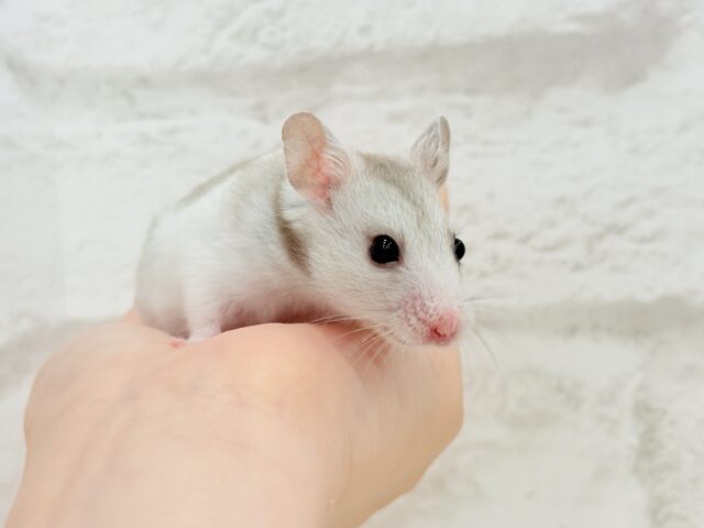 ゴールデンハムスター