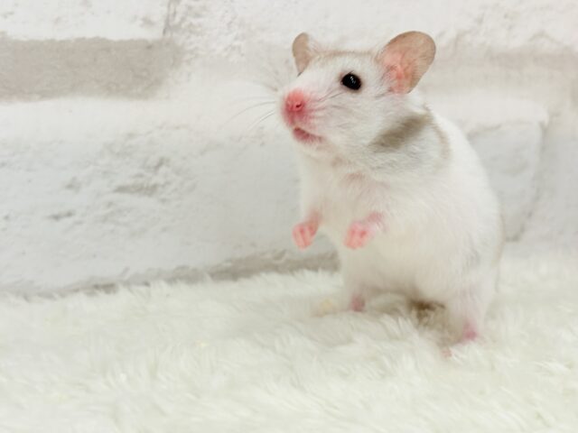 ゴールデンハムスター