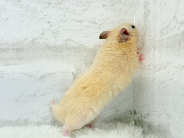ゴールデンハムスター