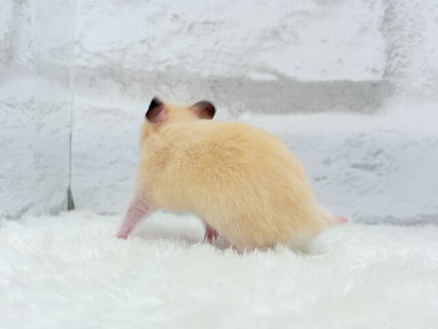 ゴールデンハムスター