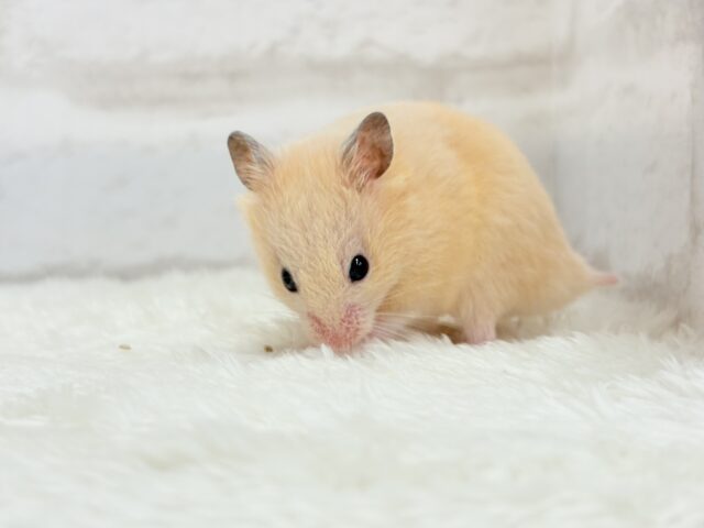 ゴールデンハムスター