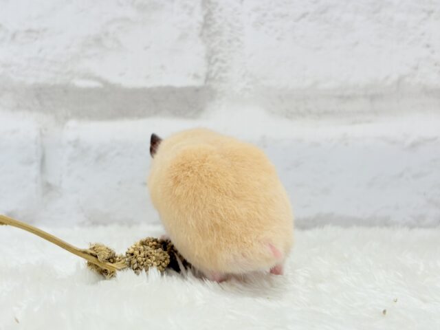 ゴールデンハムスター