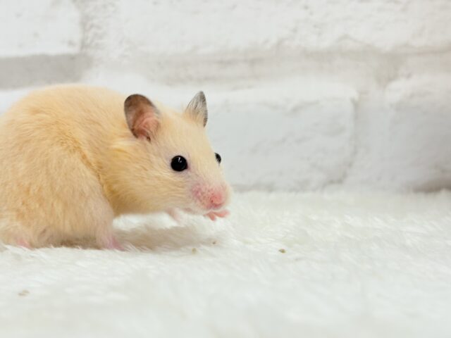 ゴールデンハムスター