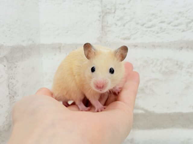 ゴールデンハムスター