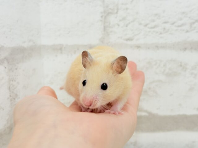 ゴールデンハムスター