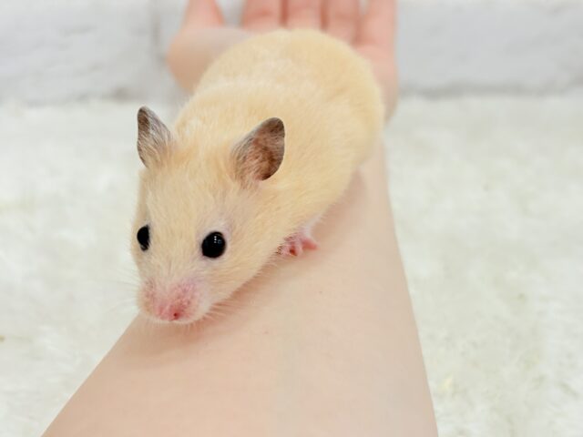 ゴールデンハムスター