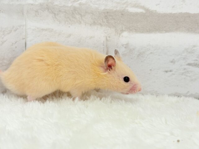 ゴールデンハムスター