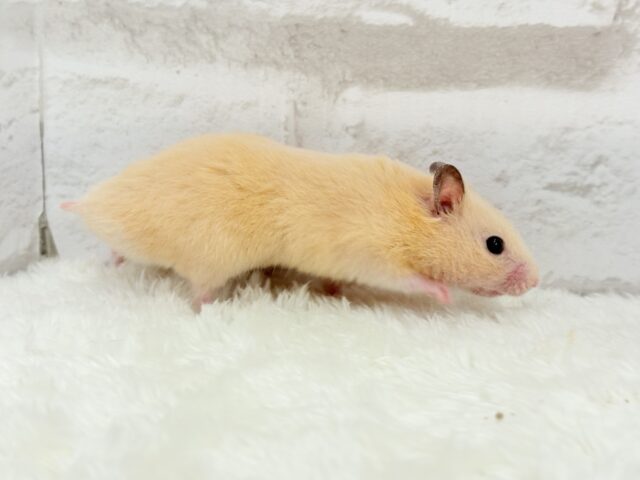 ゴールデンハムスター