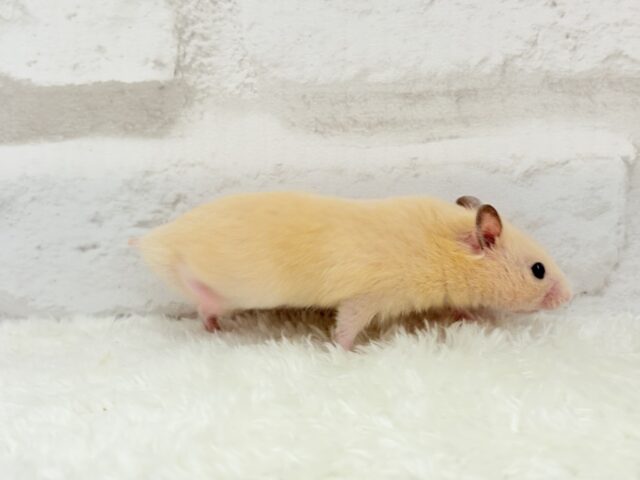 ゴールデンハムスター