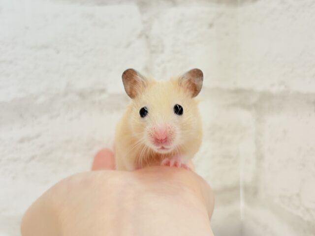 ゴールデンハムスター