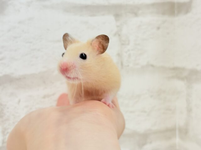 ゴールデンハムスター