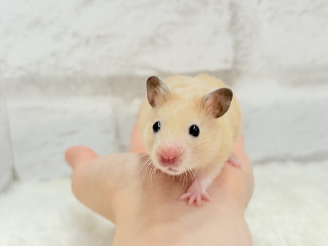 ゴールデンハムスター