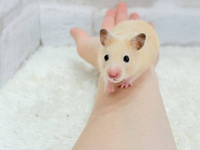 ゴールデンハムスター