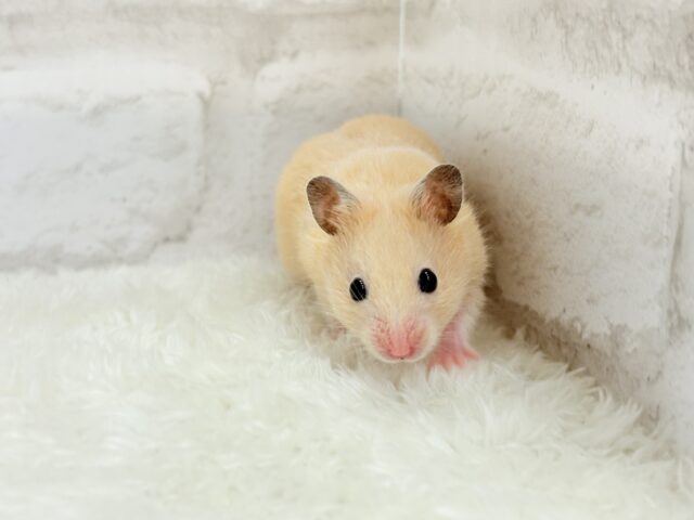 ゴールデンハムスター